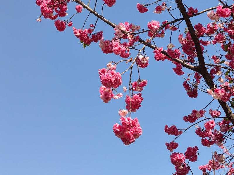 段秋芸 段秋芸